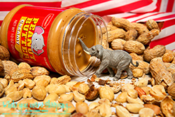 Topsy preferred his peanuts creamed, and he always liked being the first to dip his trunk in the jar. - While you were sleeping...  Photography by Lon Casler Bixby - Copyright - All Rights Reserved - www.whileyouweresleeping.photography/