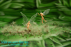 Dandelion Dreams - While you were sleeping...  Photography by Lon Casler Bixby - Copyright - All Rights Reserved - www.whileyouweresleeping.photography/