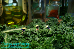 The Kale You Say - While you were sleeping...  Photography by Lon Casler Bixby - Copyright - All Rights Reserved - www.whileyouweresleeping.photography/