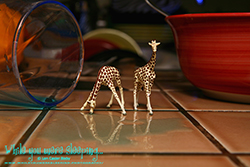 At the Watering Hole V1 - While you were sleeping...  Photography by Lon Casler Bixby - Copyright - All Rights Reserved - www.whileyouweresleeping.photography/