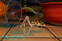Reality at the Watering Hole. - While you were sleeping...  Photography by Lon Casler Bixby - Copyright - All Rights Reserved - www.whileyouweresleeping.photography/