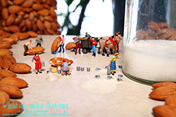 Milking the Almonds - While you were sleeping...  Photography by Lon Casler Bixby - Copyright - All Rights Reserved - www.whileyouweresleeping.photography/